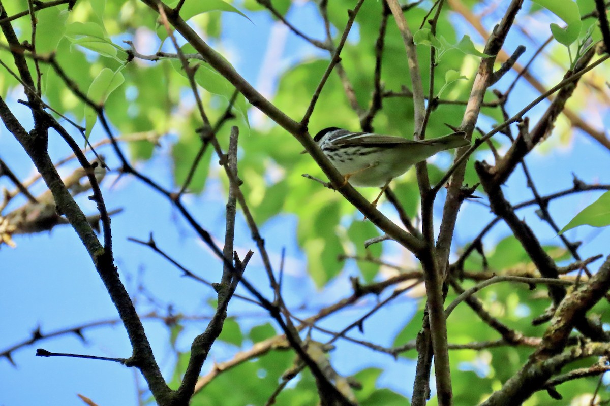 Blackpoll Warbler - ML635696092