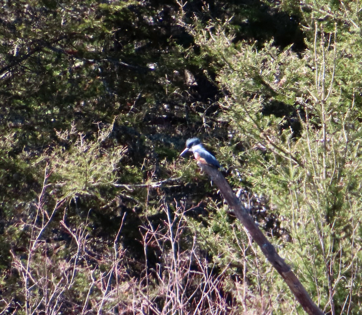 Belted Kingfisher - ML635696196