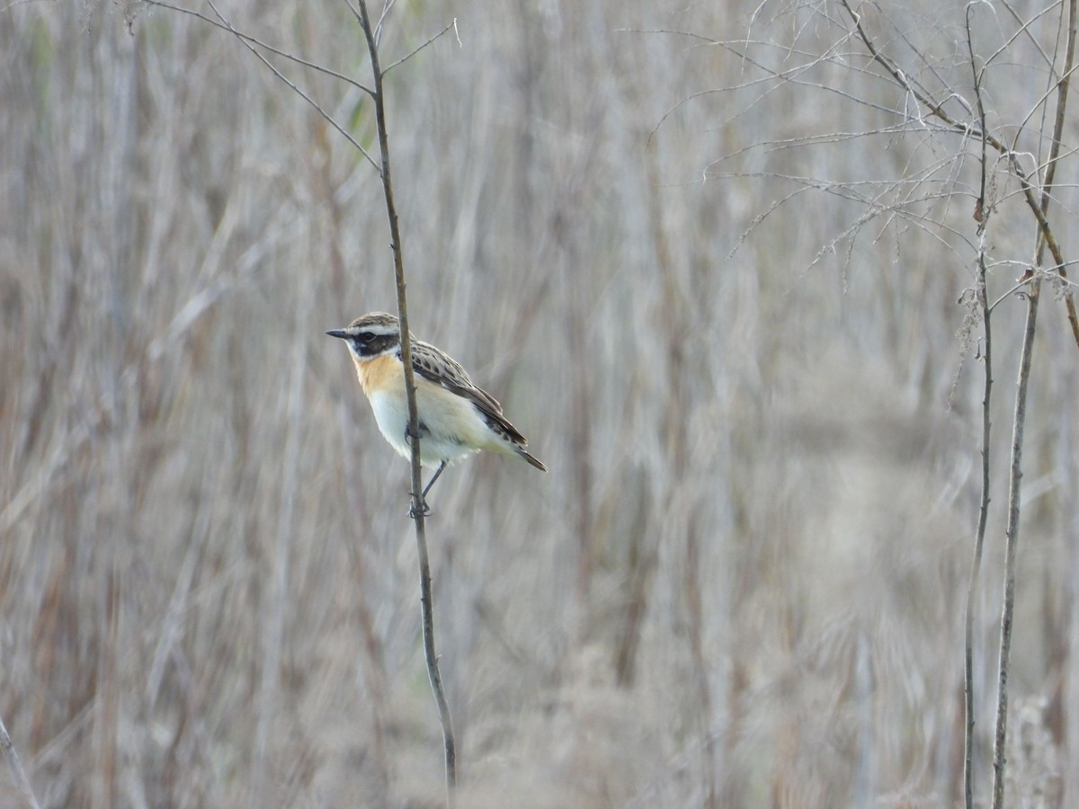 Whinchat - ML635696225