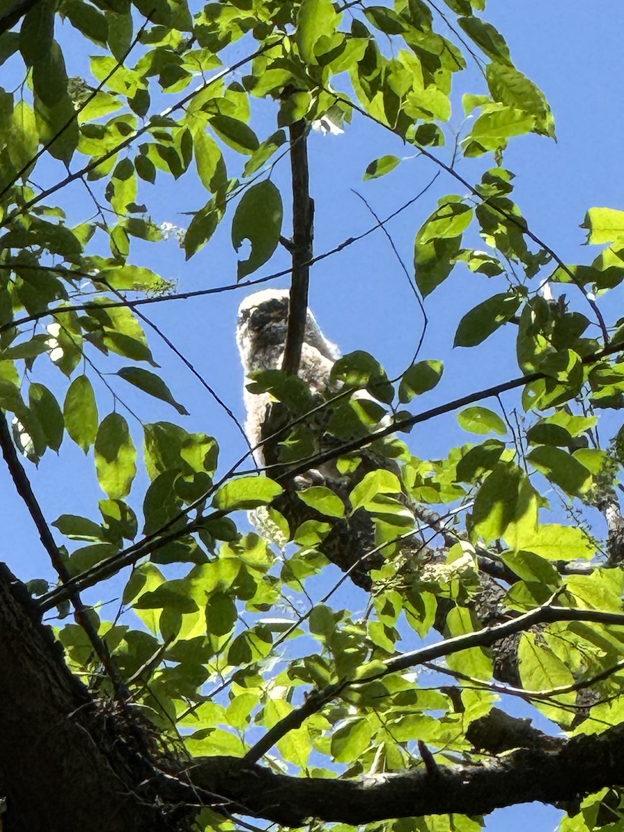 Great Horned Owl - ML635696258