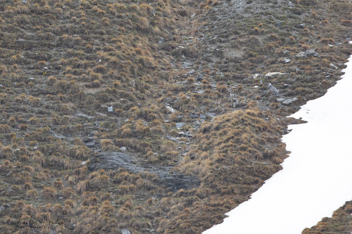 Caucasian Snowcock - ML635696265