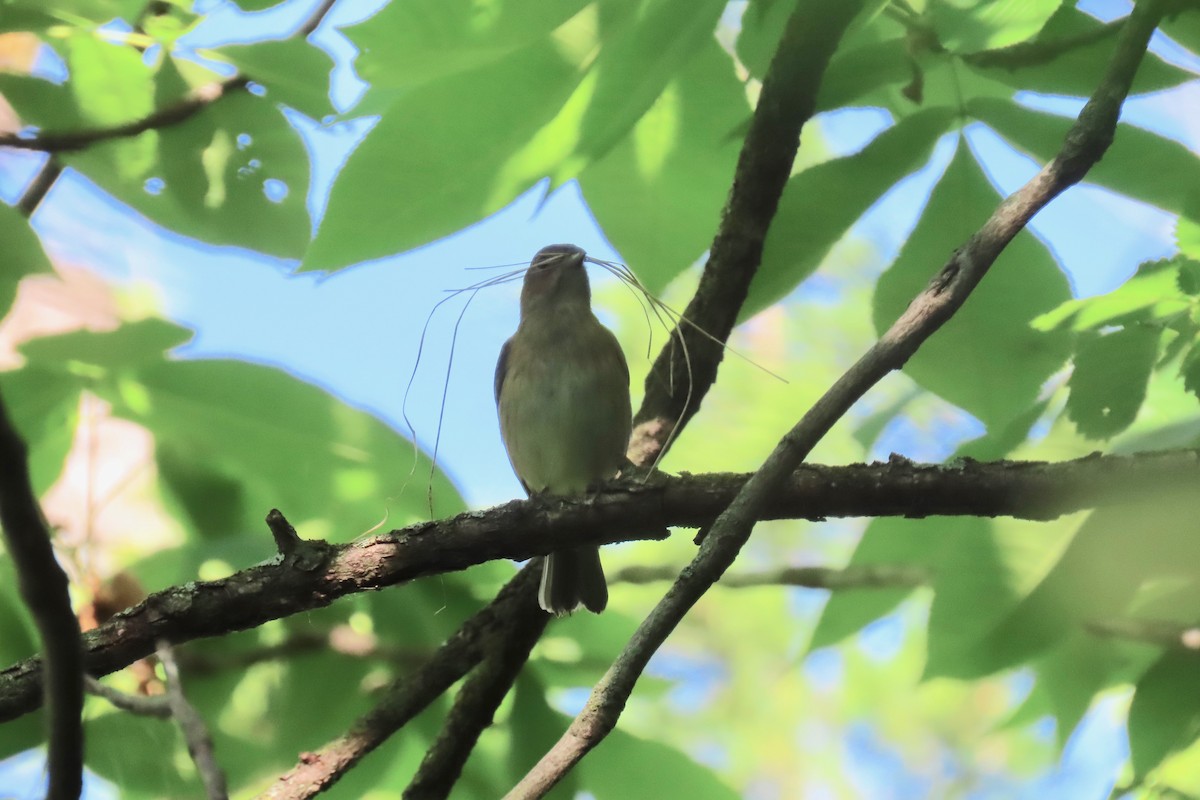 Indigo Bunting - ML635696290