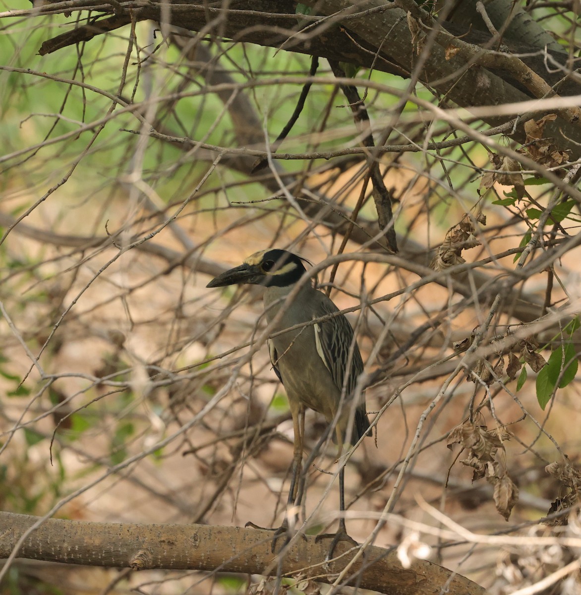 Yellow-crowned Night Heron - ML635696300
