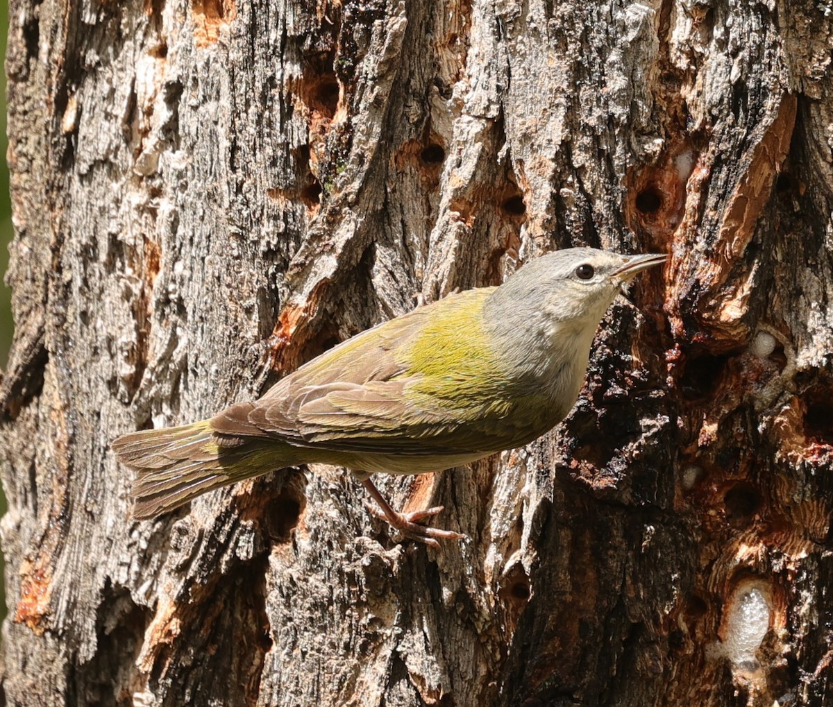Tennessee Warbler - ML635696324