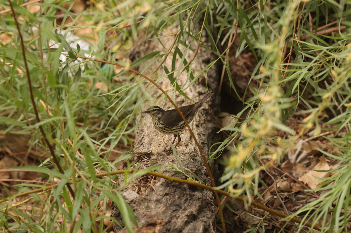 Northern Waterthrush - ML635696330