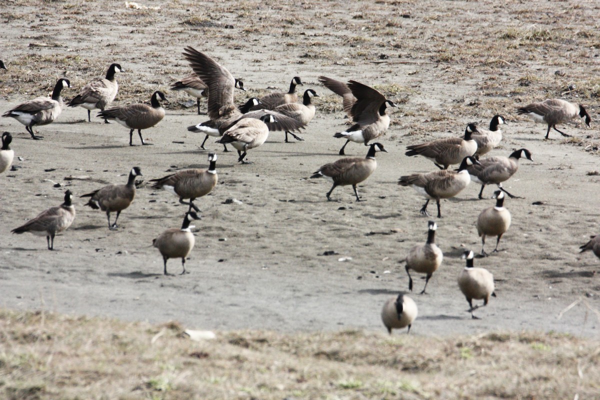 Cackling Goose - ML635696393