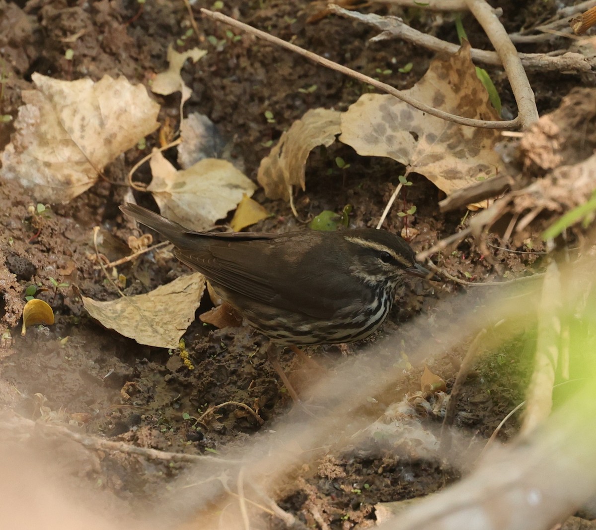 Northern Waterthrush - ML635696401