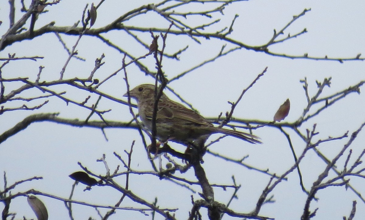 Cassin's Sparrow - ML635696402