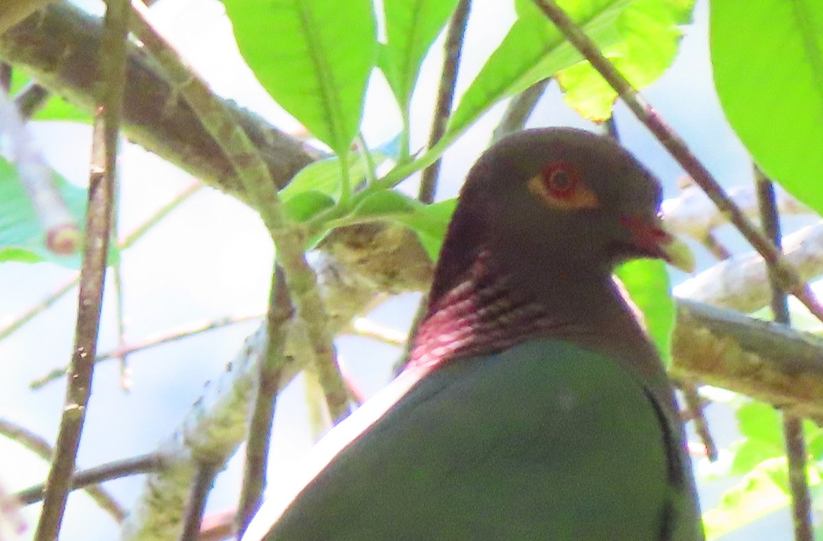Scaly-naped Pigeon - ML635696422