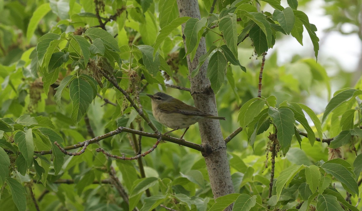 Tennessee Warbler - ML635696424