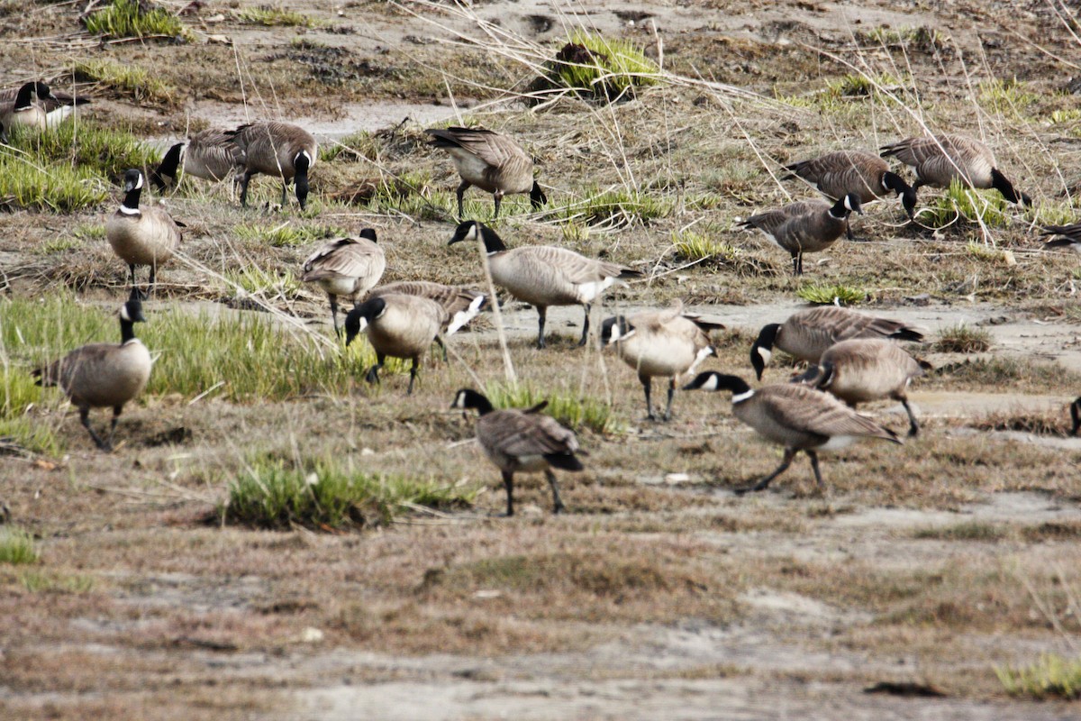 Cackling Goose - ML635696448