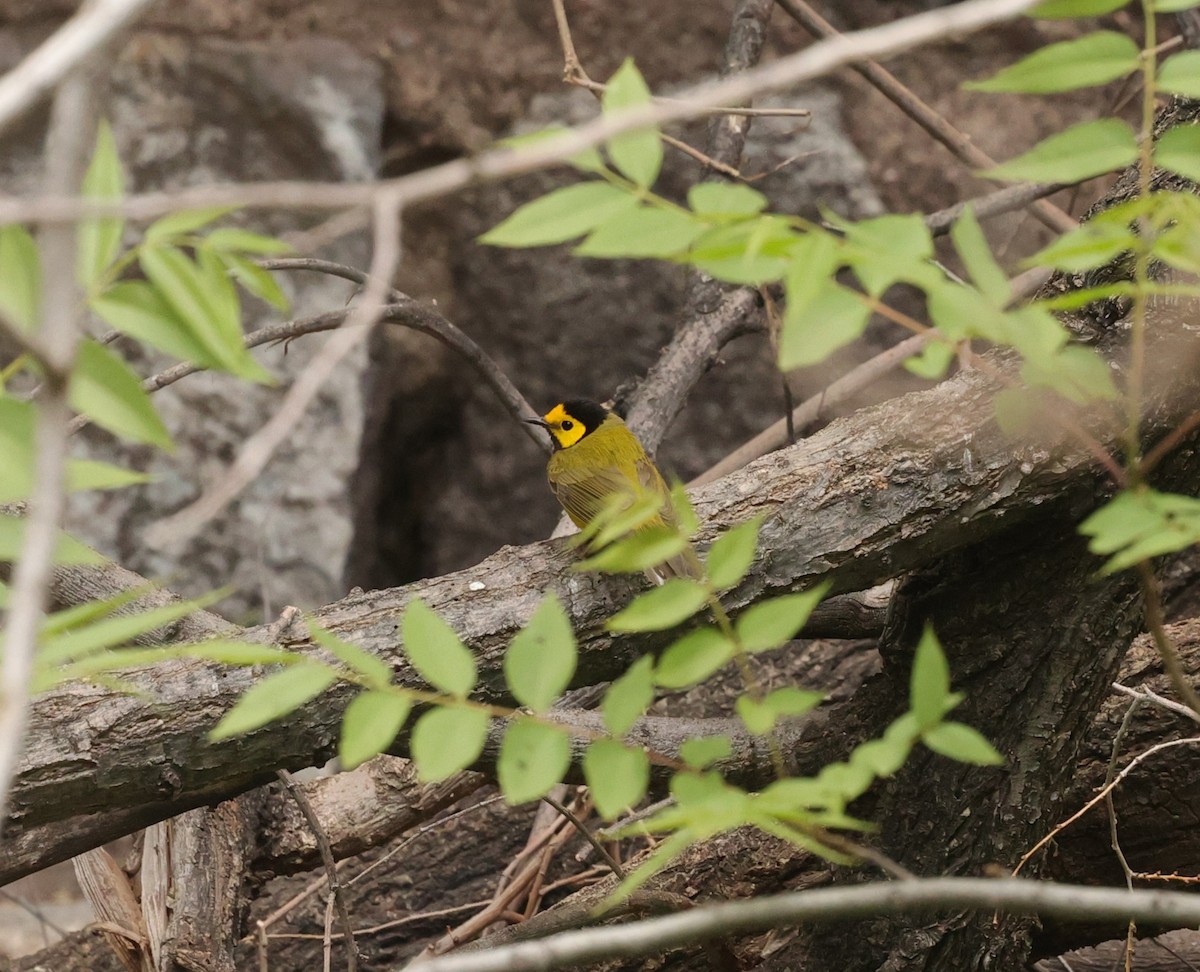 Hooded Warbler - ML635696456