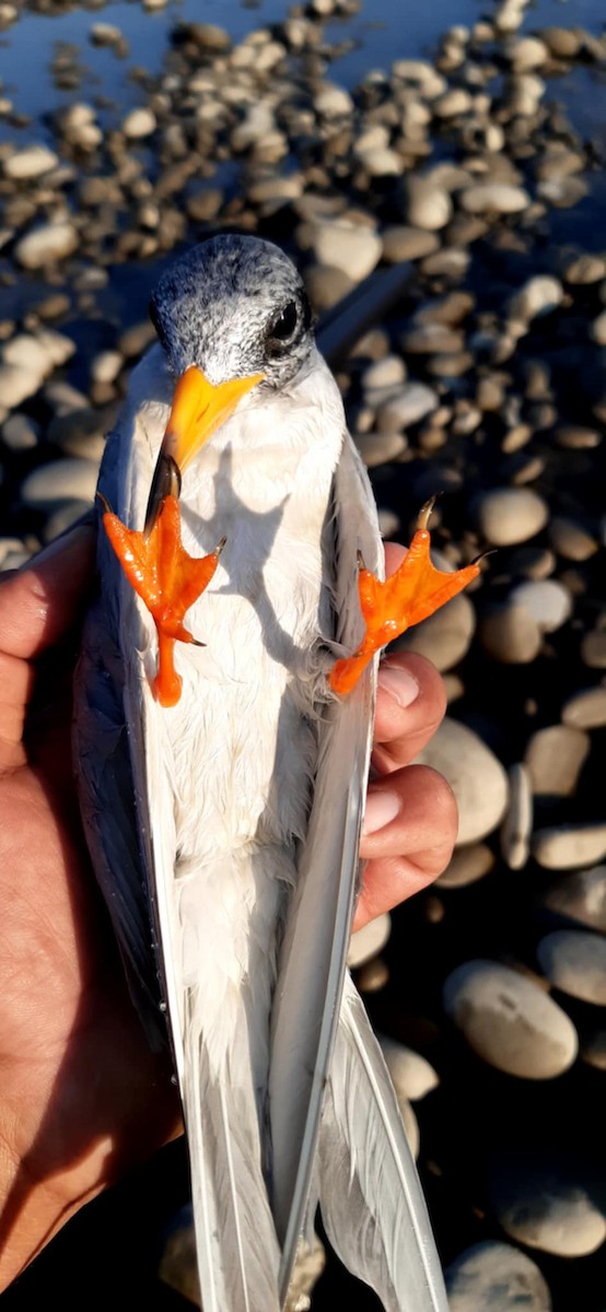 River Tern - ML635696478