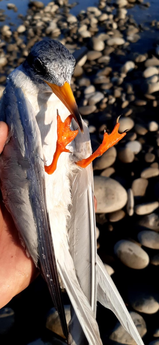 River Tern - ML635696479