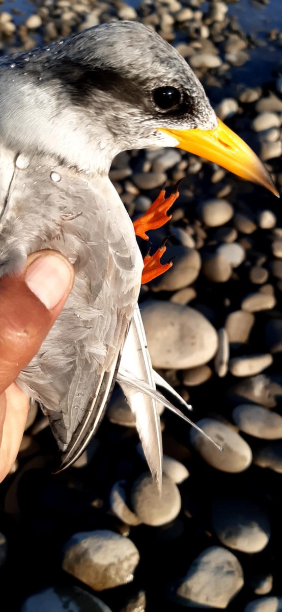 River Tern - ML635696480