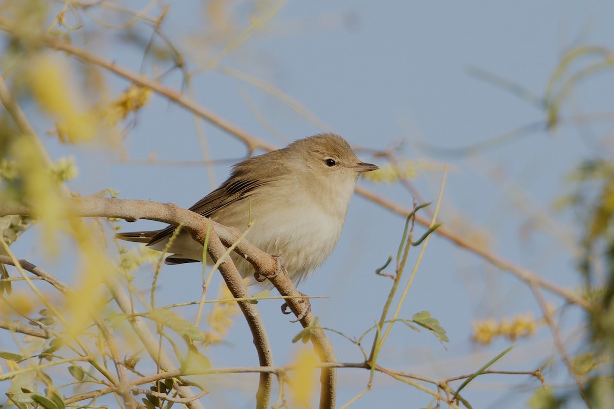 Garden Warbler - ML635696604