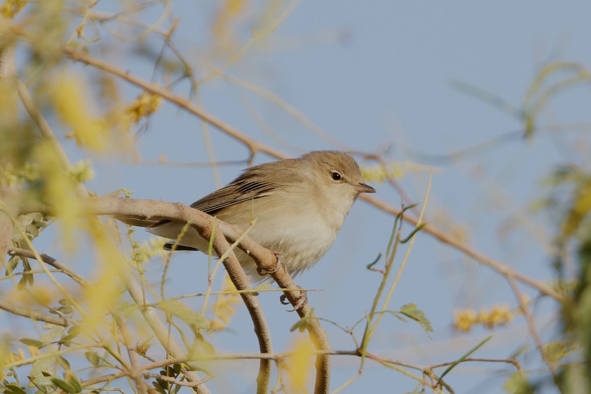 Garden Warbler - ML635696605