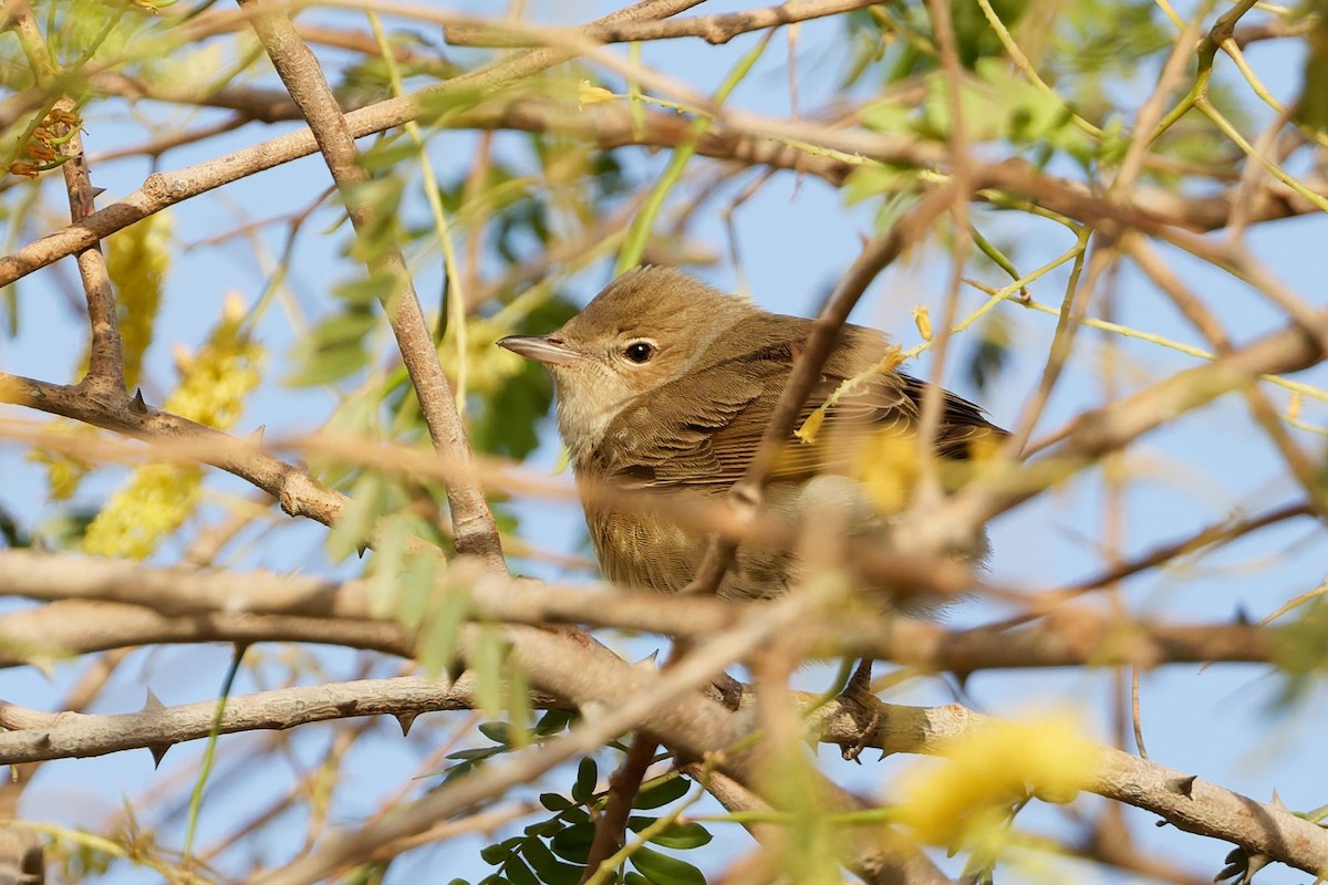 Garden Warbler - ML635696606