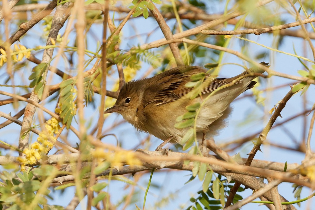 Garden Warbler - ML635696611