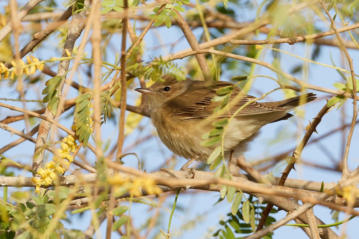 Garden Warbler - ML635696612