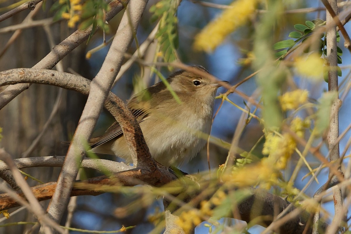 Garden Warbler - ML635696637