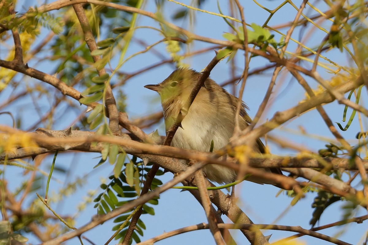 Garden Warbler - ML635696638