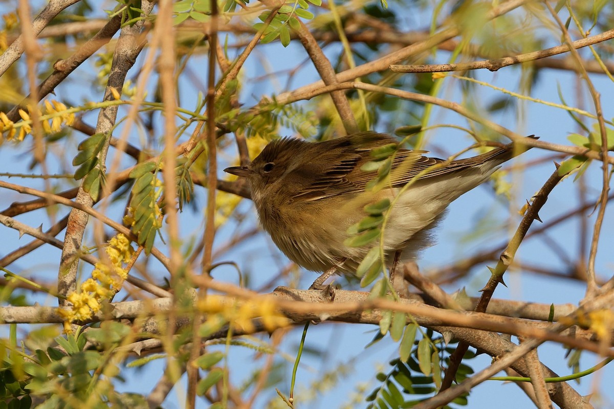 Garden Warbler - ML635696639