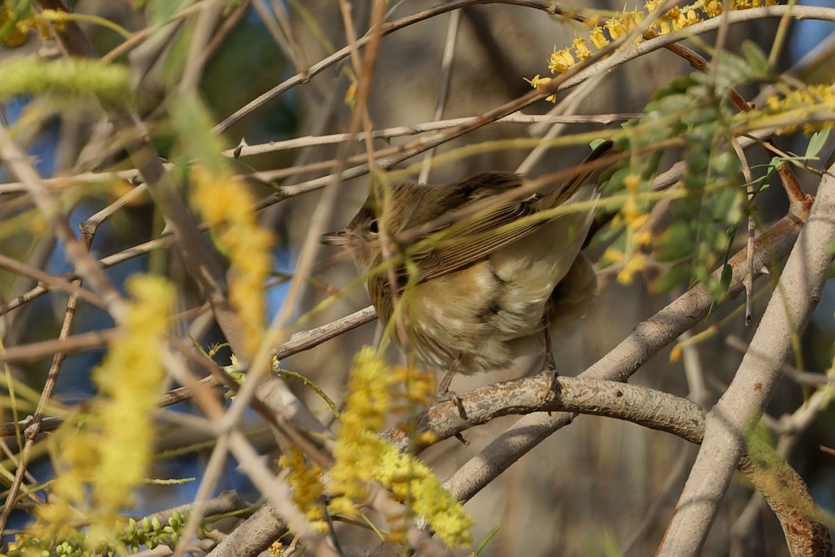 Garden Warbler - ML635696657