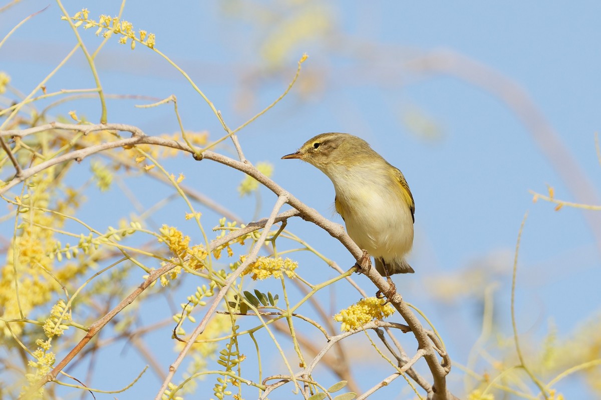 Willow Warbler - ML635696689