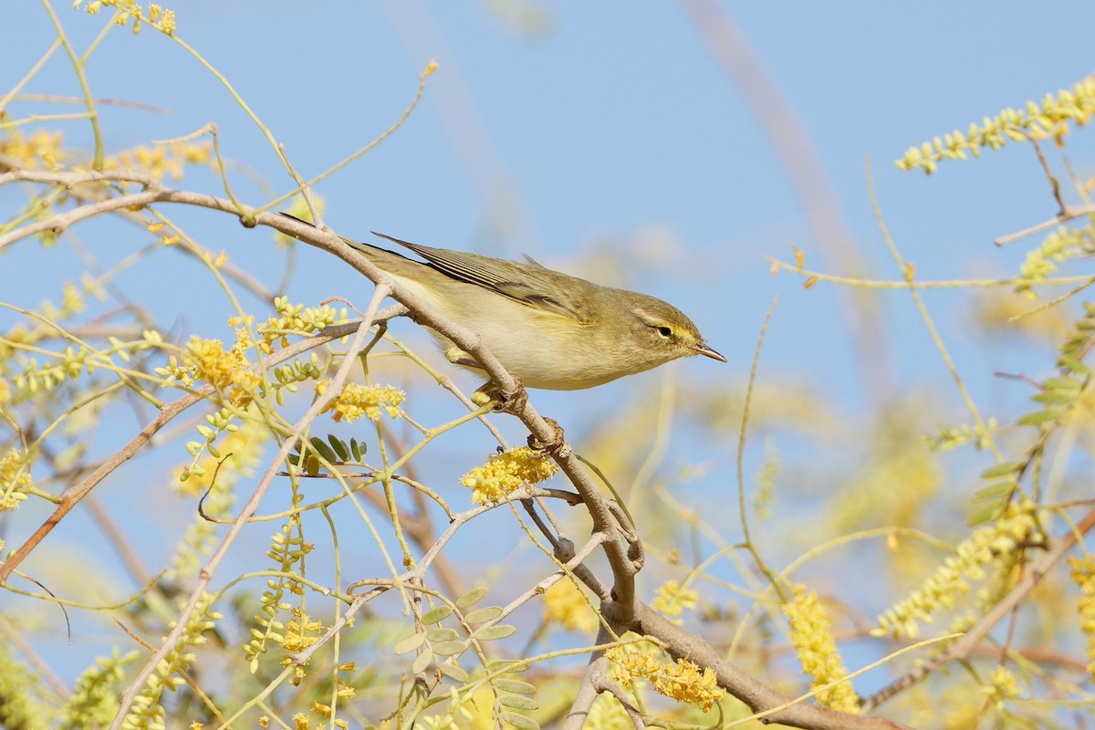 Willow Warbler - ML635696690