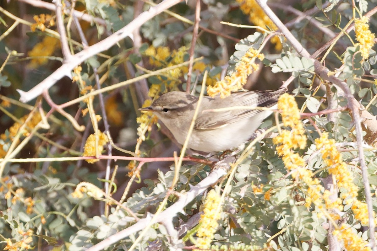 Willow Warbler - ML635696691