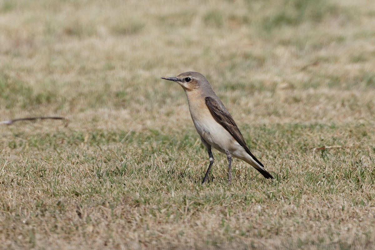 Northern Wheatear - ML635696708