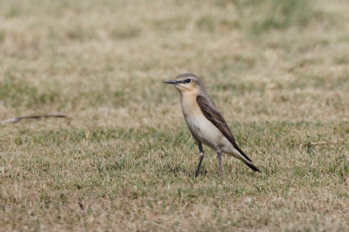 Northern Wheatear - ML635696709
