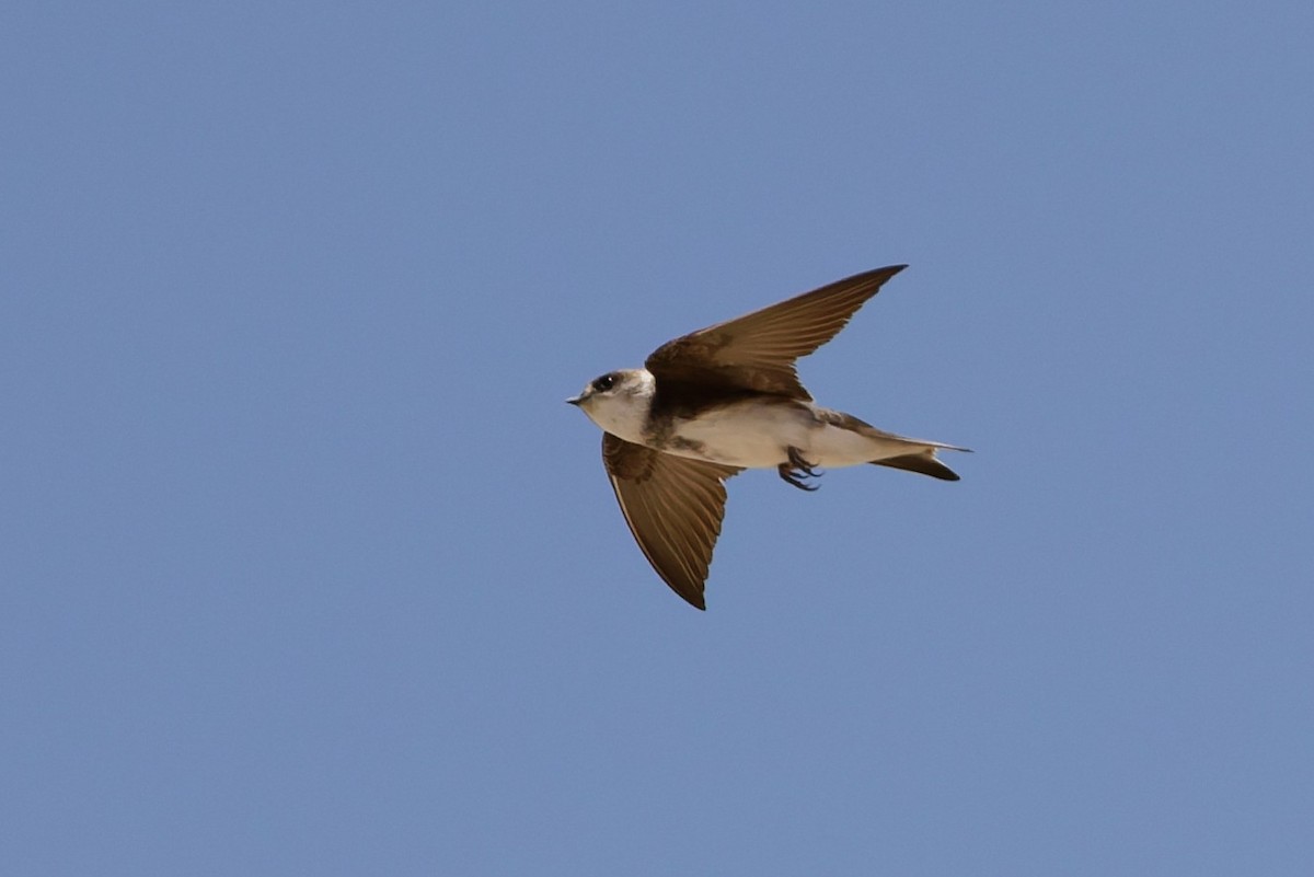 Bank Swallow - ML635696742