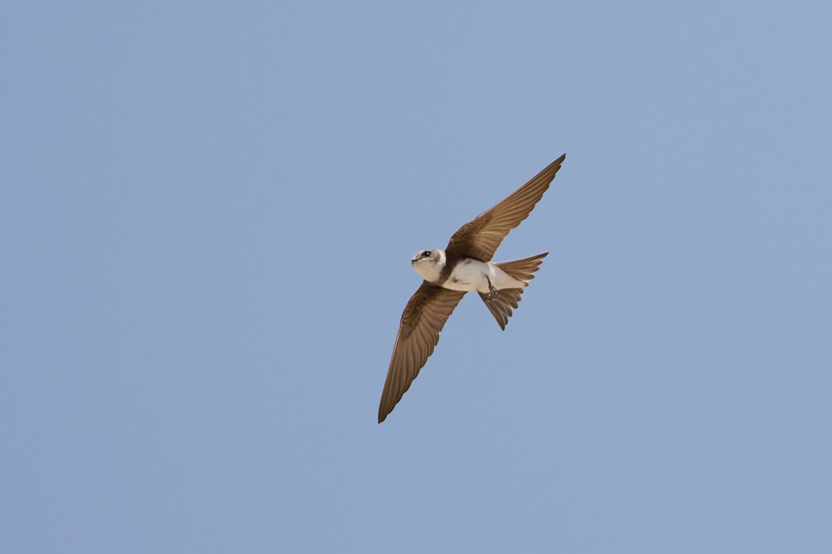 Bank Swallow - ML635696743