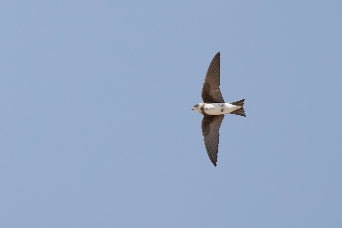 Bank Swallow - ML635696744