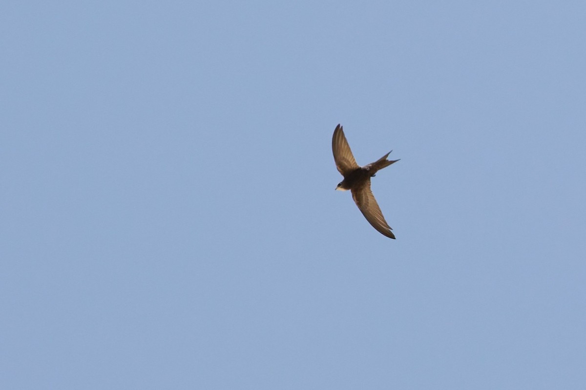 Common Swift - ML635696762