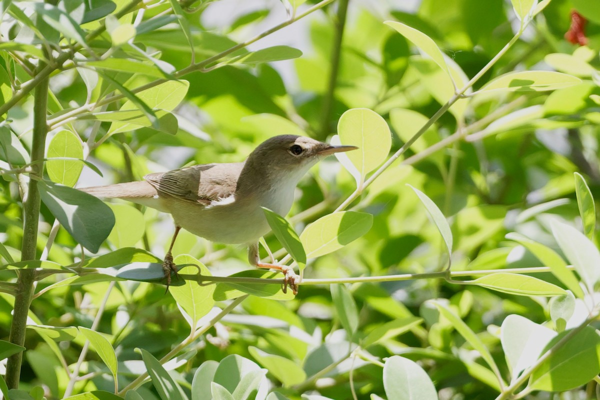 Marsh Warbler - ML635696780