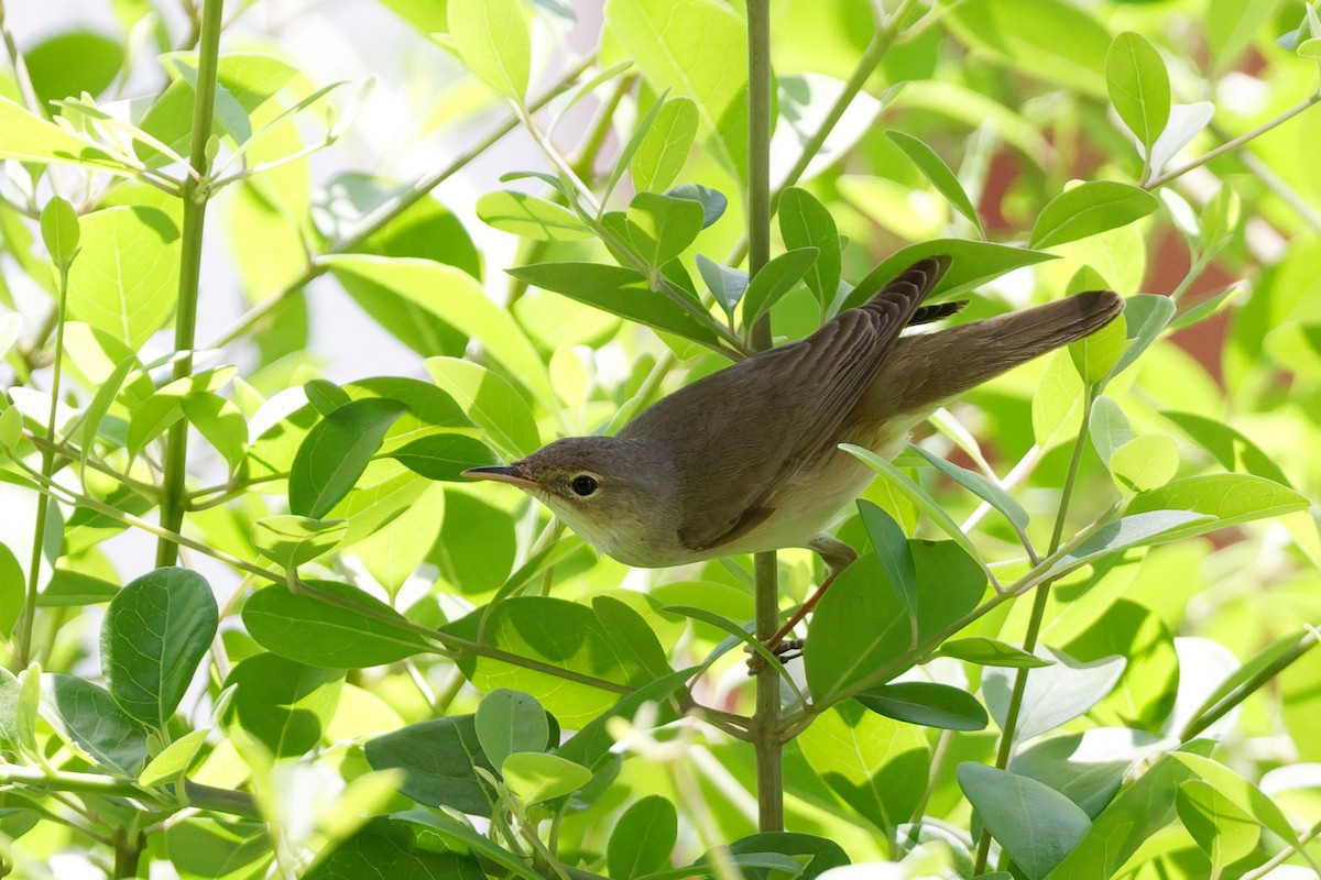 Marsh Warbler - ML635696781