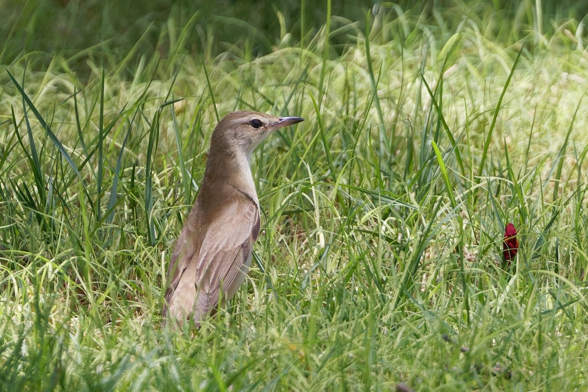 Great Reed Warbler - ML635696858