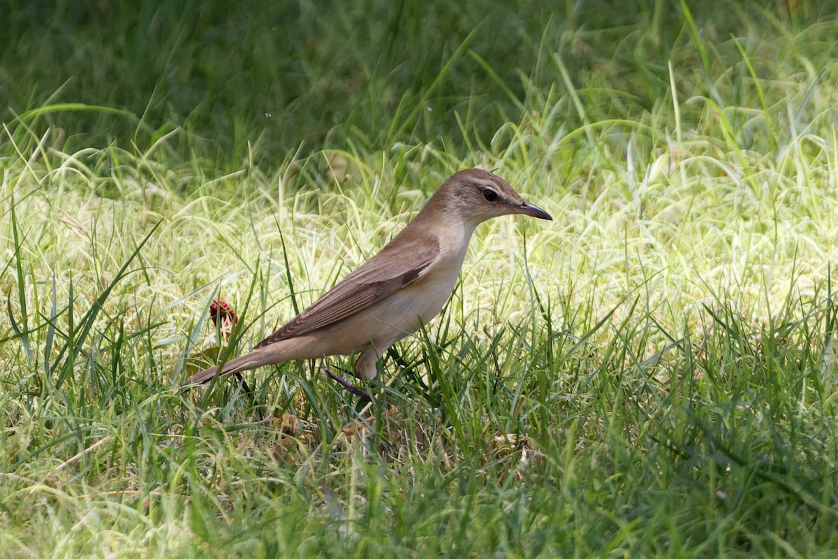 Great Reed Warbler - ML635696859