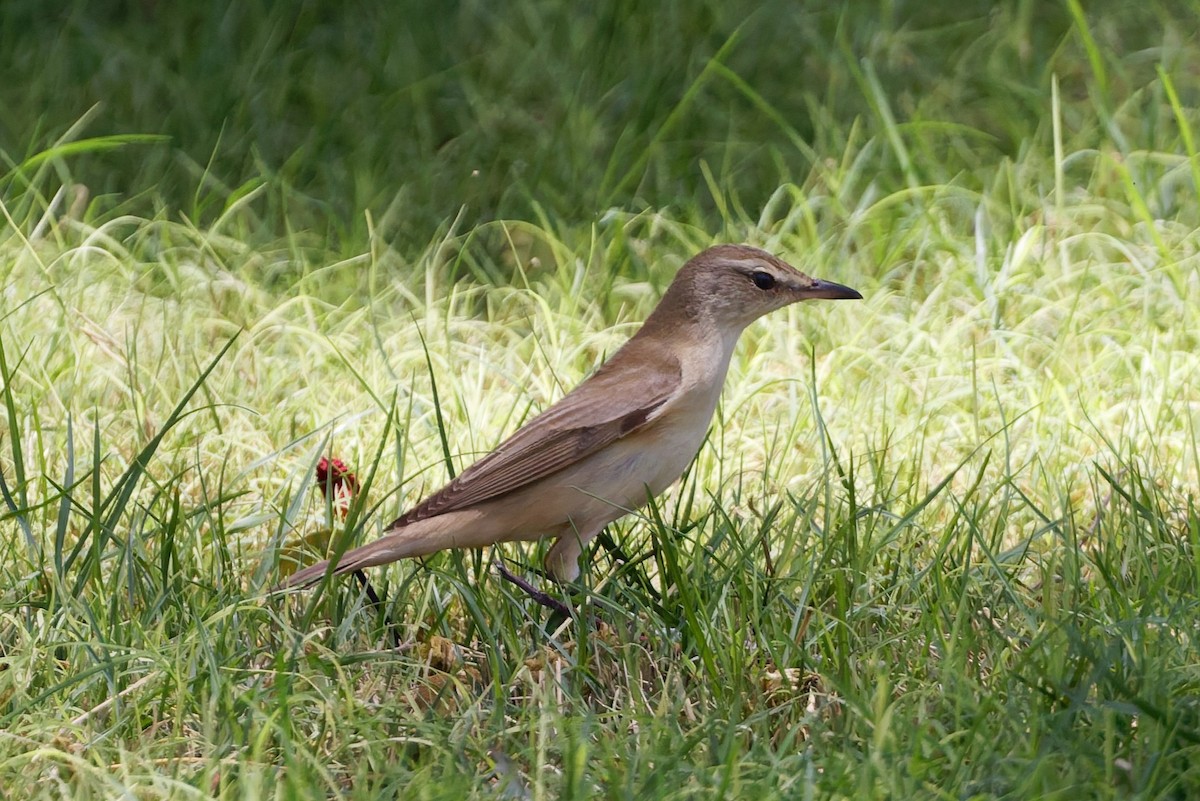 Great Reed Warbler - ML635696860