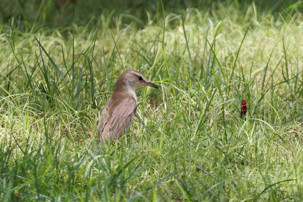 Great Reed Warbler - ML635696861