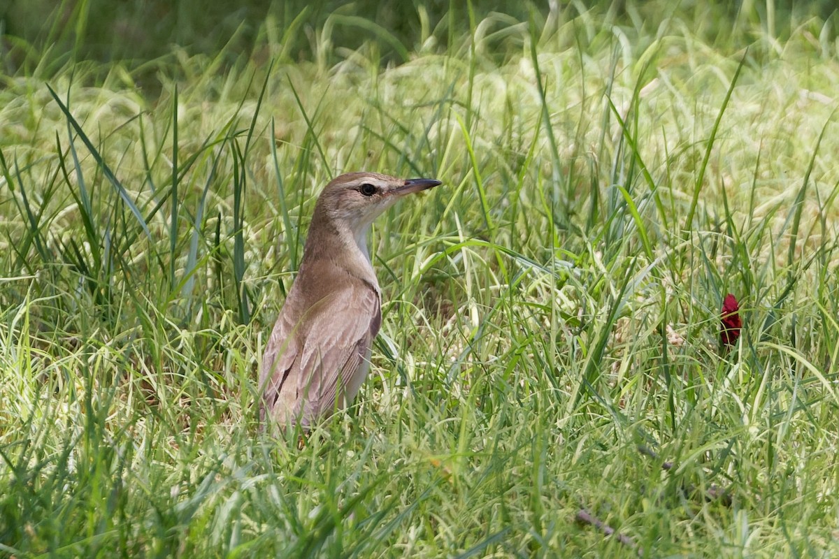 Great Reed Warbler - ML635696862