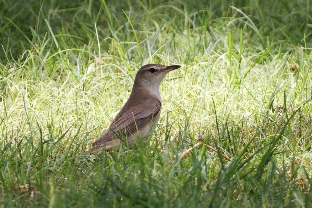 Great Reed Warbler - ML635696863