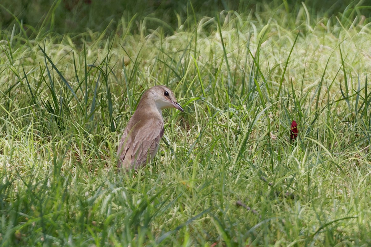 Great Reed Warbler - ML635696864