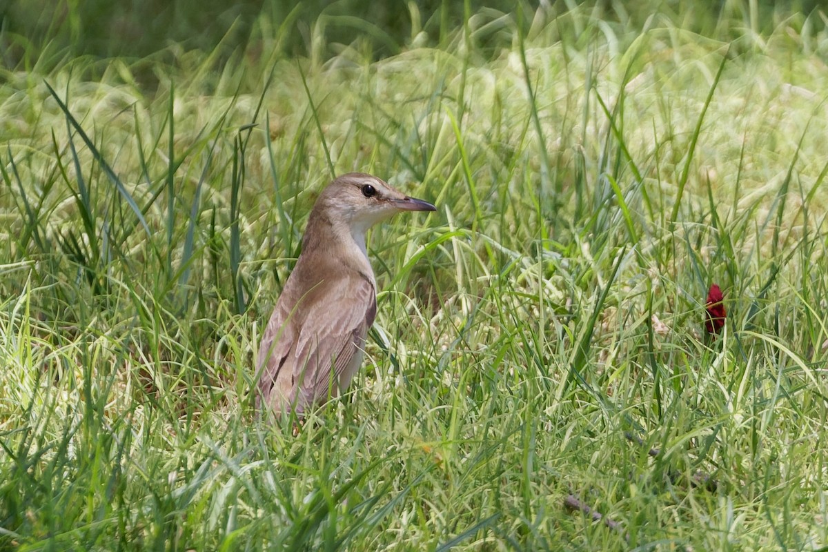Great Reed Warbler - ML635696865