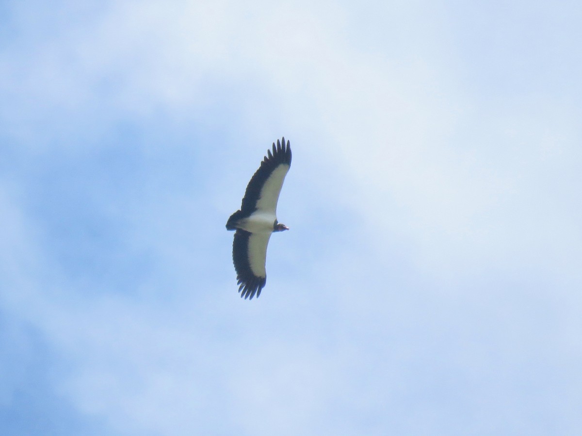 King Vulture - ML63569691