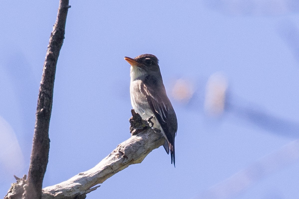 Olive-sided Flycatcher - ML635696981