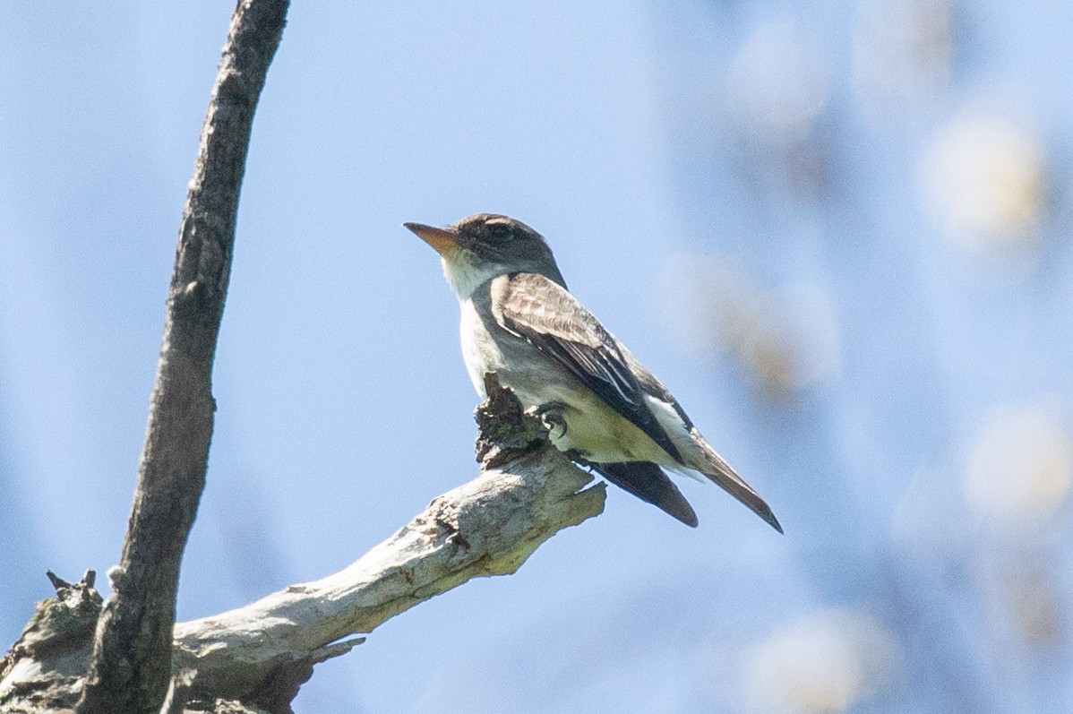 Olive-sided Flycatcher - ML635696982